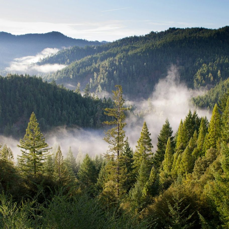 Individuelle Naturpädagogik Waldlandschaft mit Nebel und Bergen im Hintergrund während des Tages.
