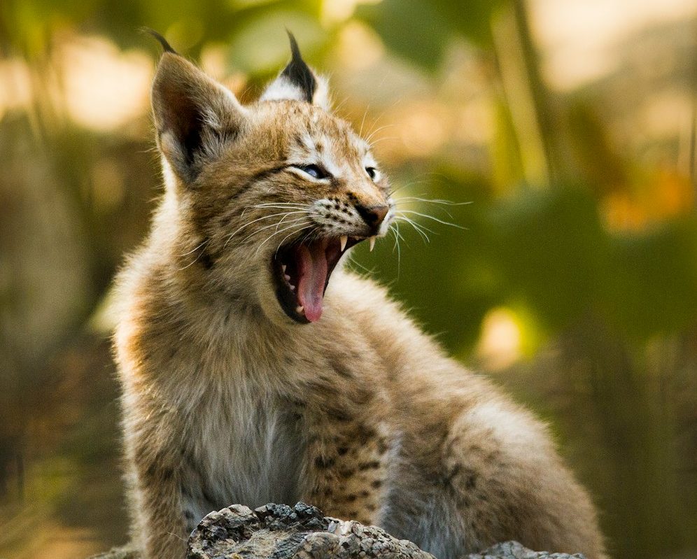 Junger Luchs Junger Luchs gähnt, im Hintergrund verschwommenes Grün.