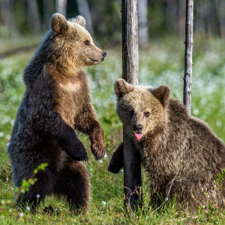 Bärenkinder Zwei junge Bären stehen in einer grünen Wiese. Einer leckt sich die Schnauze.