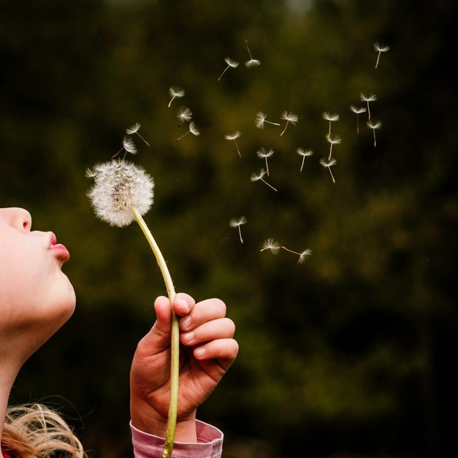 Naturpädagogische Module Ein Kind pustet auf eine Pusteblume, während die Samen in die Luft fliegen.