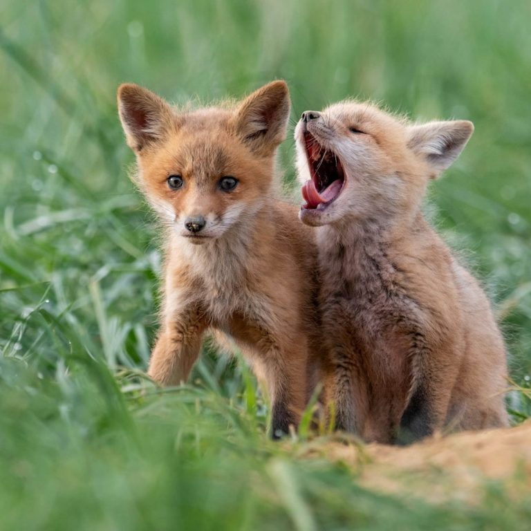 Fuchskinder Zwei Fuchsbabies, eines gähnend, stehen im Gras.