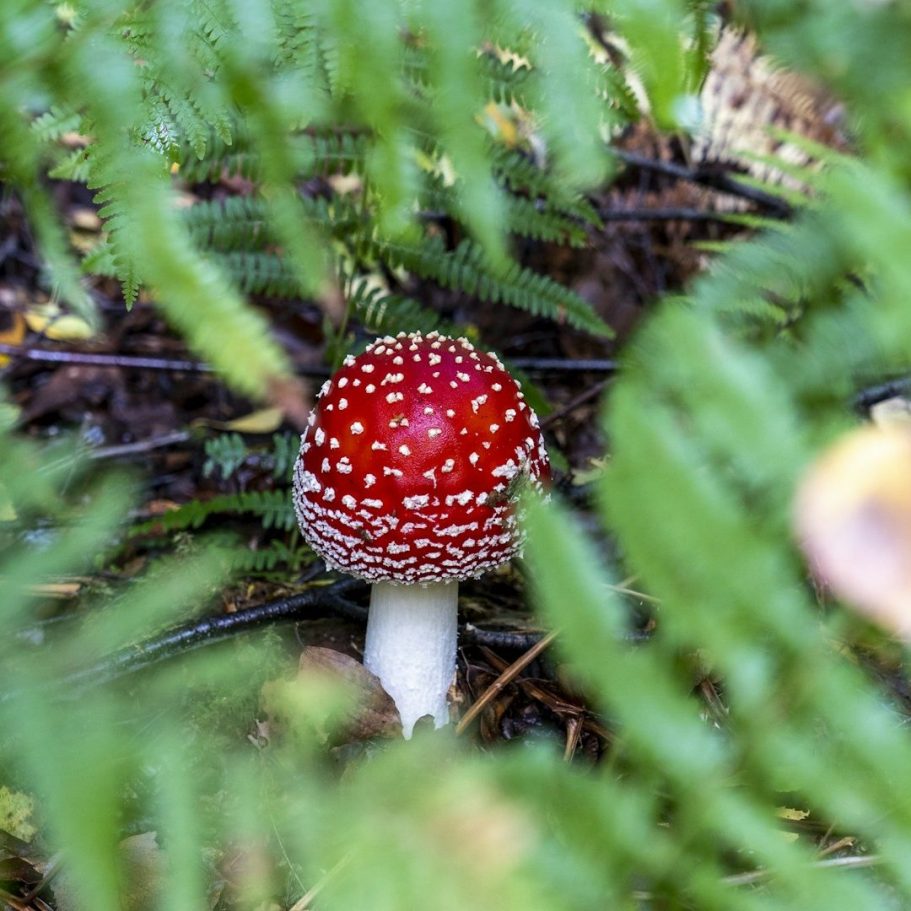 Schulungen MoNapSys Roter Fliegenpilz mit weißen Punkten, umgeben von grünen Farnen.