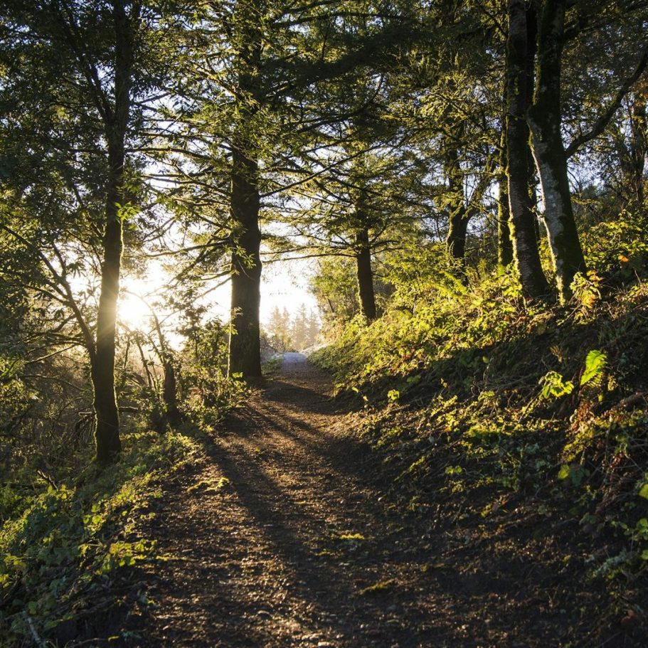 Planung und Beratung Waldweg mit Sonnenstrahlen, umgeben von hohen Bäumen und üppigem Grün.