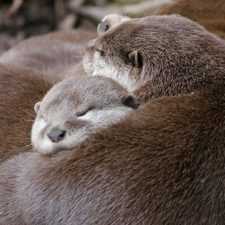 Otter Zwei Otter kuscheln eng zusammen, einer schläft friedlich.
